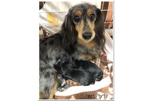 販売中のカニンヘンダックスフンド(ロングヘアード)の親犬